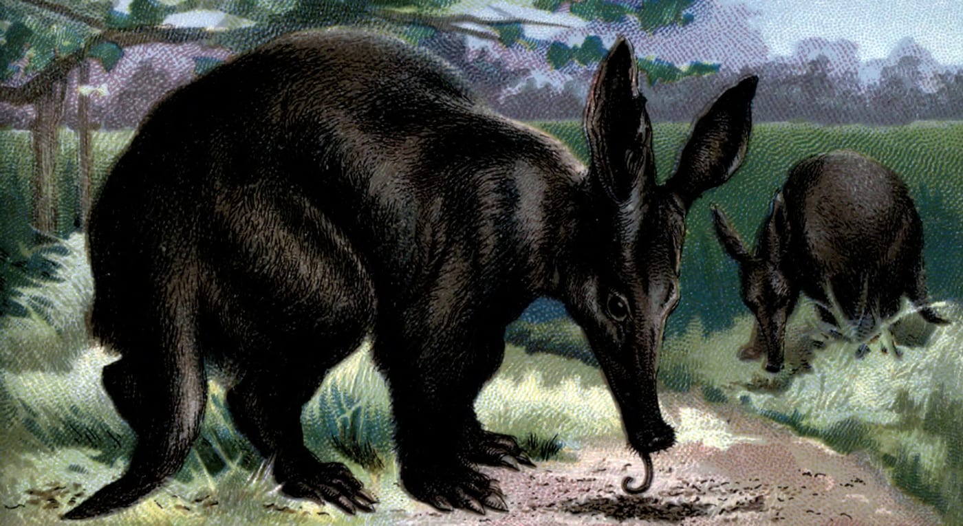 Black-and-white engraving of an aardvark (Orycteropus afer) from Alfred H. Miles's 1895 natural history publication.