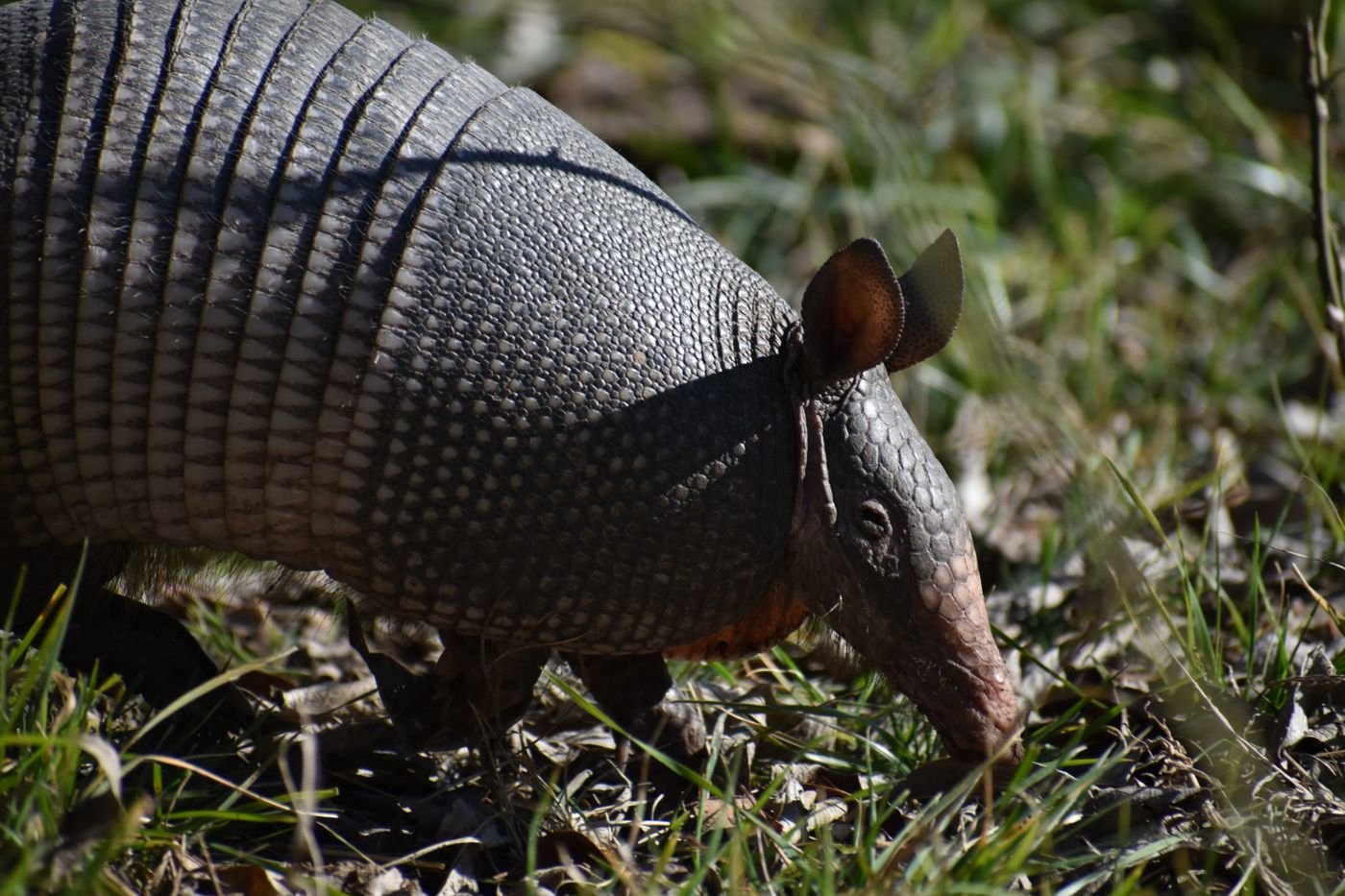 Close-up of a nine-banded armadillo's shoulder, banded midsection and head, showing the tiled bony plates of the carapace and a large upright ear.
