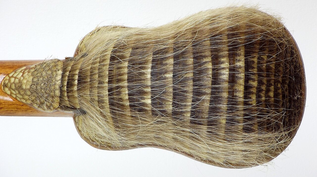 The back of a Bolivian charango, showing the domed armadillo carapace that forms the instrument's soundbox, banded and still bearing coarse pale hair, joined to a wooden neck.