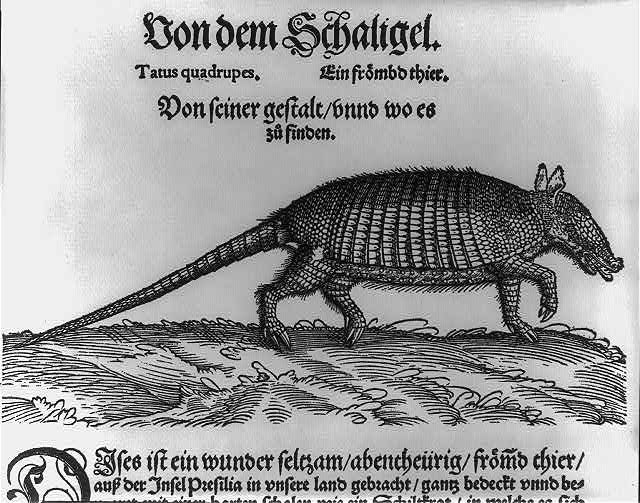 A sixteenth-century German book page in blackletter type headed Von dem Schaligel, with a woodcut of a long-tailed armadillo standing in profile on grassy ground, its banded shell drawn in fine hatching.