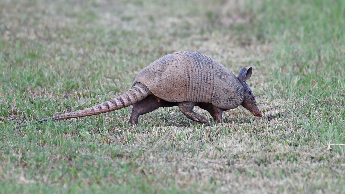 A nine-banded armadillo walking across short grass in profile, its long tapering armoured tail and pointed snout fully visible.
