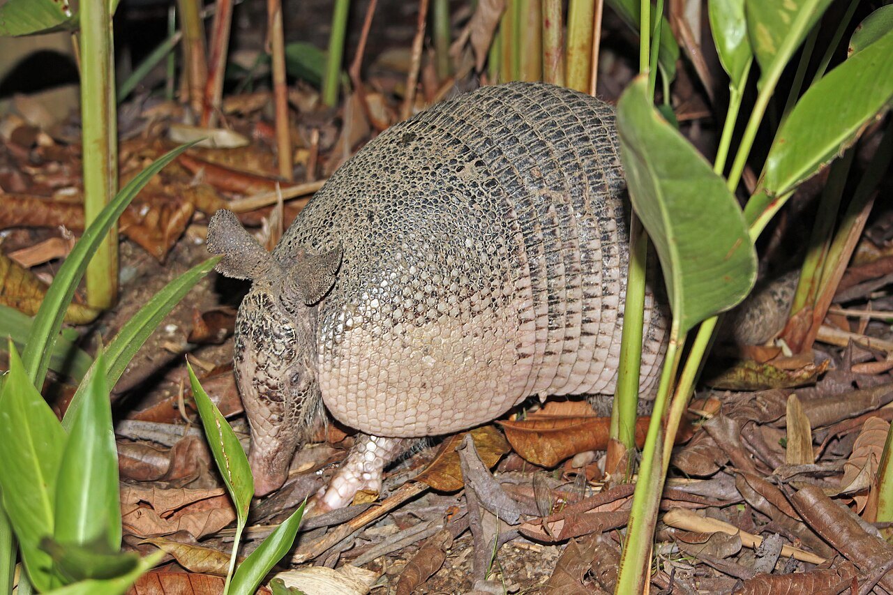 A nine-banded armadillo foraging among green leaves and leaf litter, its banded bony carapace and large upright ears clearly visible.