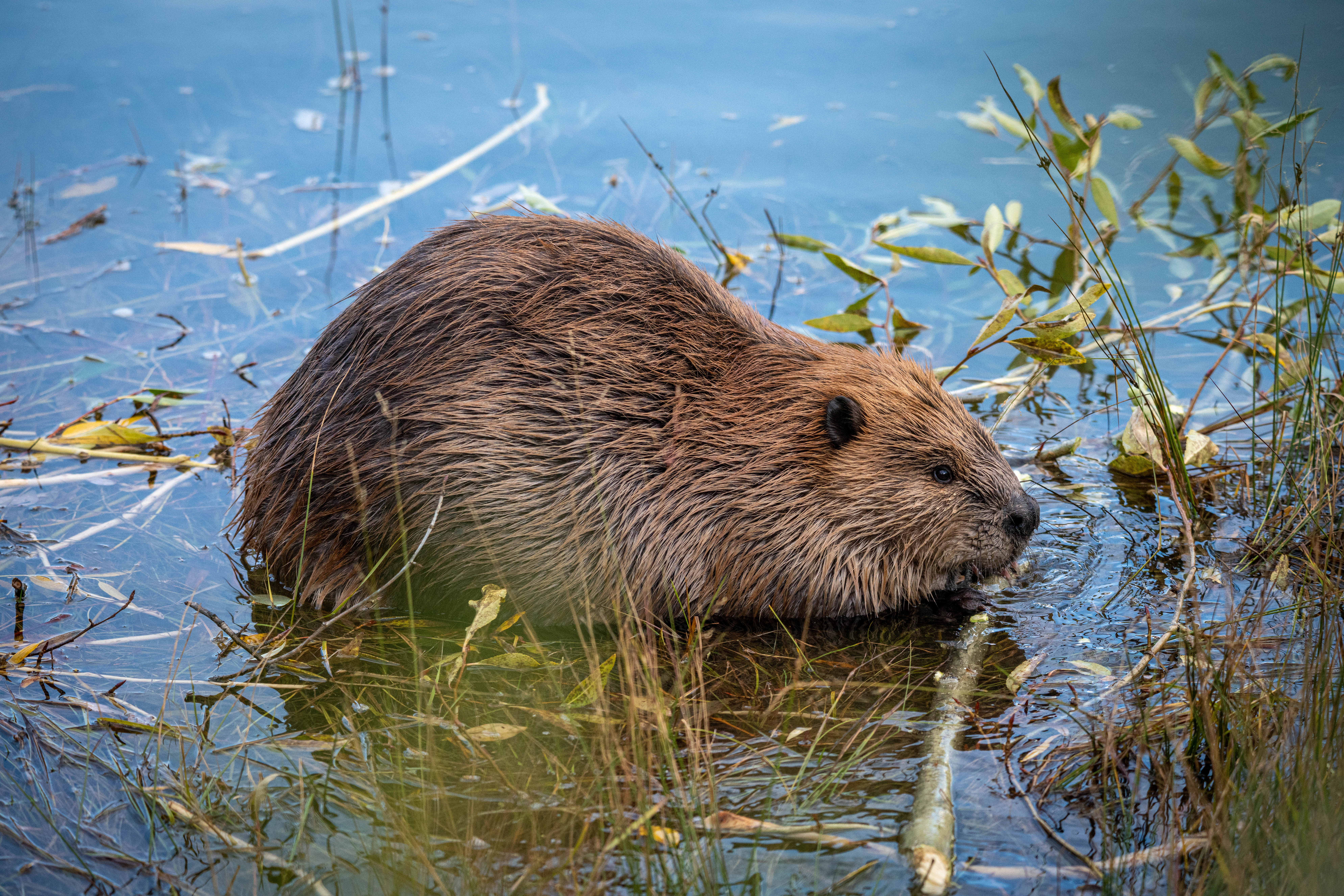 North American beaver (Castor canadensis) photographed in Grand Teton National Park, showing the broad flat tail, dense waterproof fur, and chisel teeth that the Anishinaabe doodem tradition encodes as engineering and patient labor.