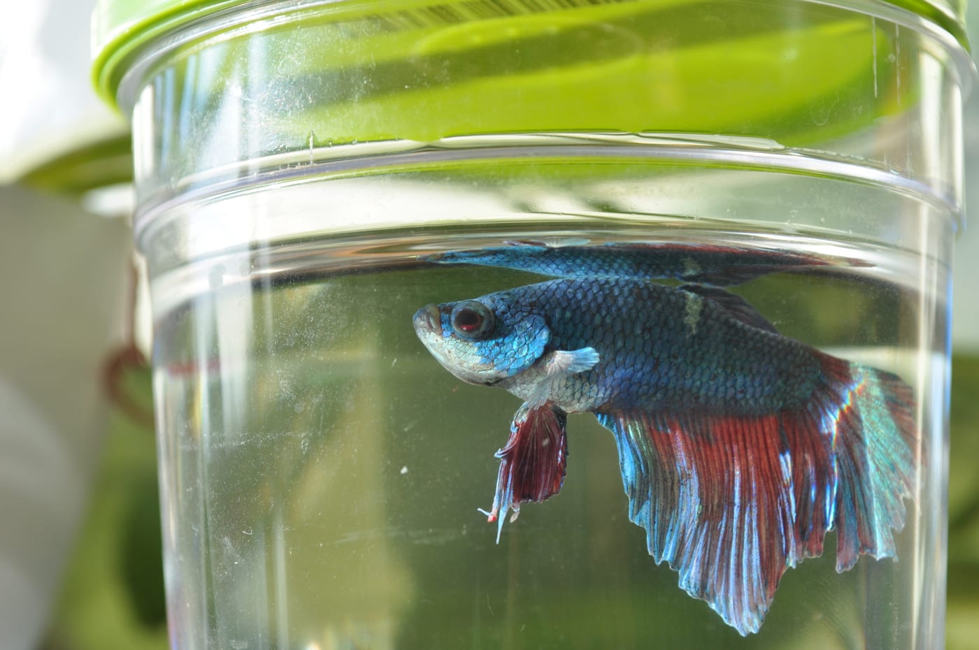 Close-up photograph of a Siamese fighting fish (Betta splendens) displaying its vivid blue and red finnage.