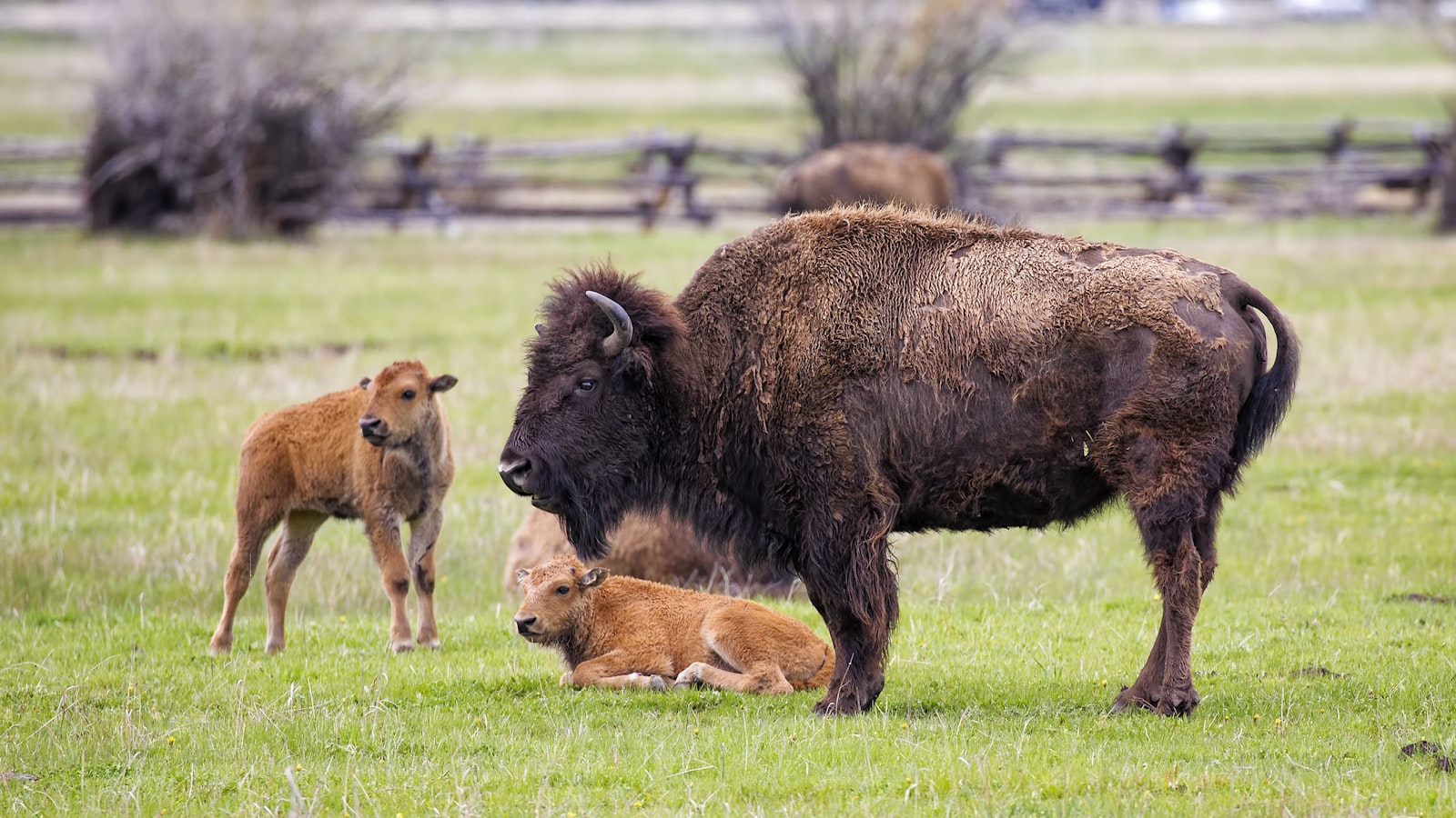 American bison cow and calf grazing together on open grassland.