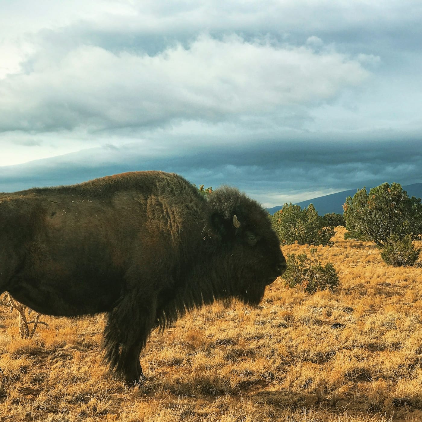 A single American bison standing in an open desert landscape near Santa Fe, New Mexico.