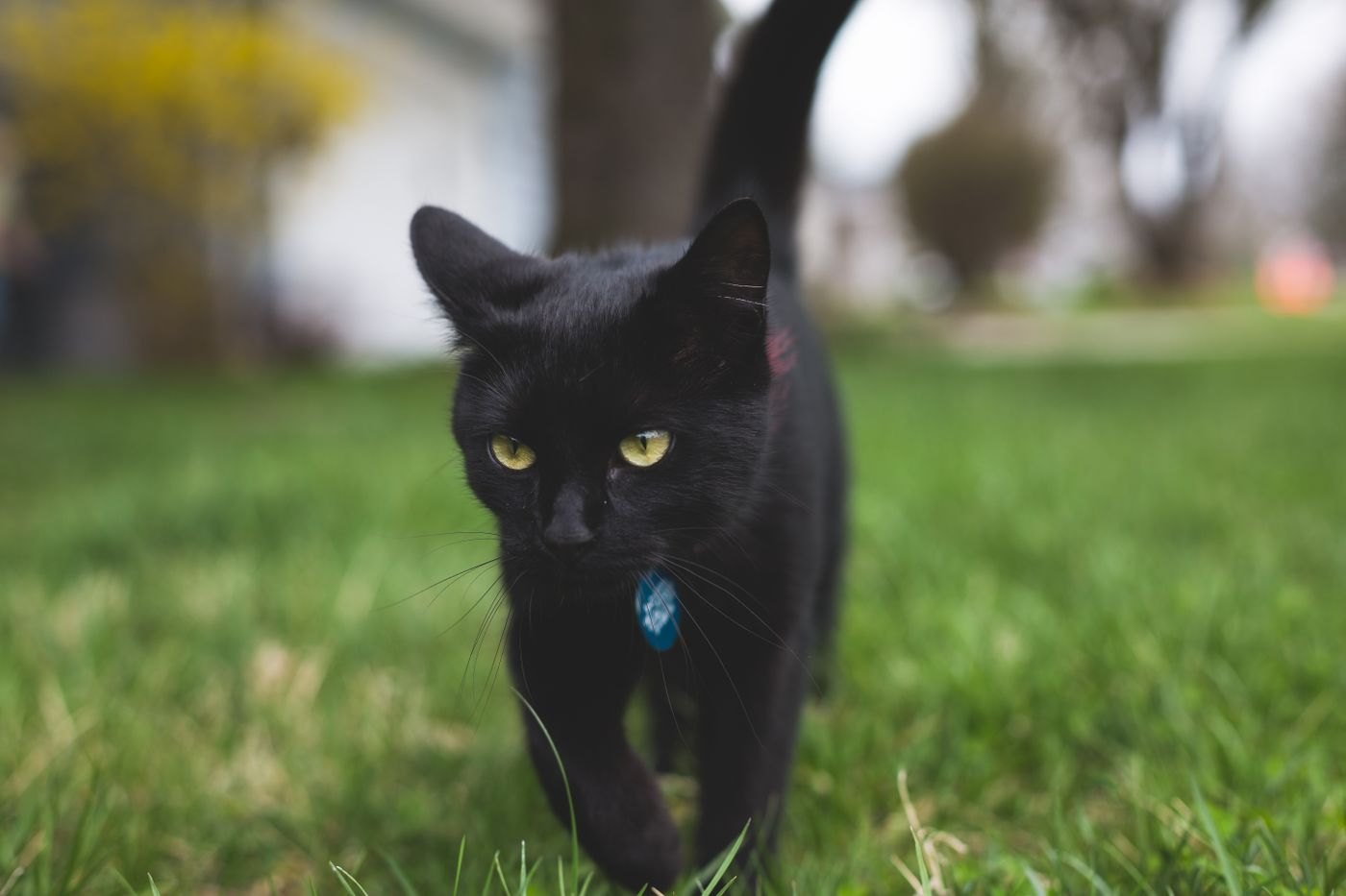 A black cat with yellow-green eyes walking directly toward the camera across a lawn, wearing a collar with a small blue tag.