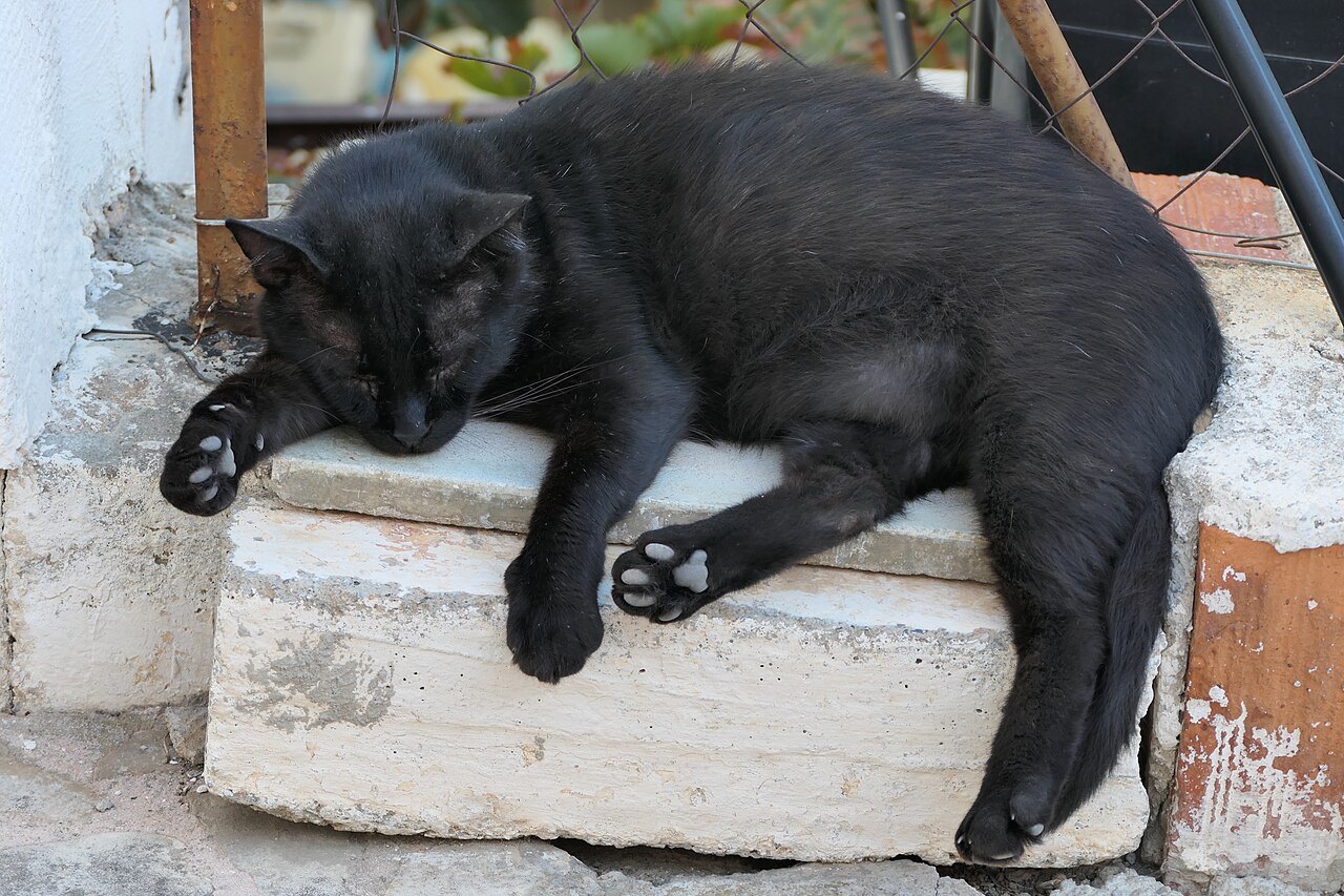 A black cat asleep on a whitewashed stone doorstep in a Mediterranean street, its white claws and pale paw pads visible against the dark fur.