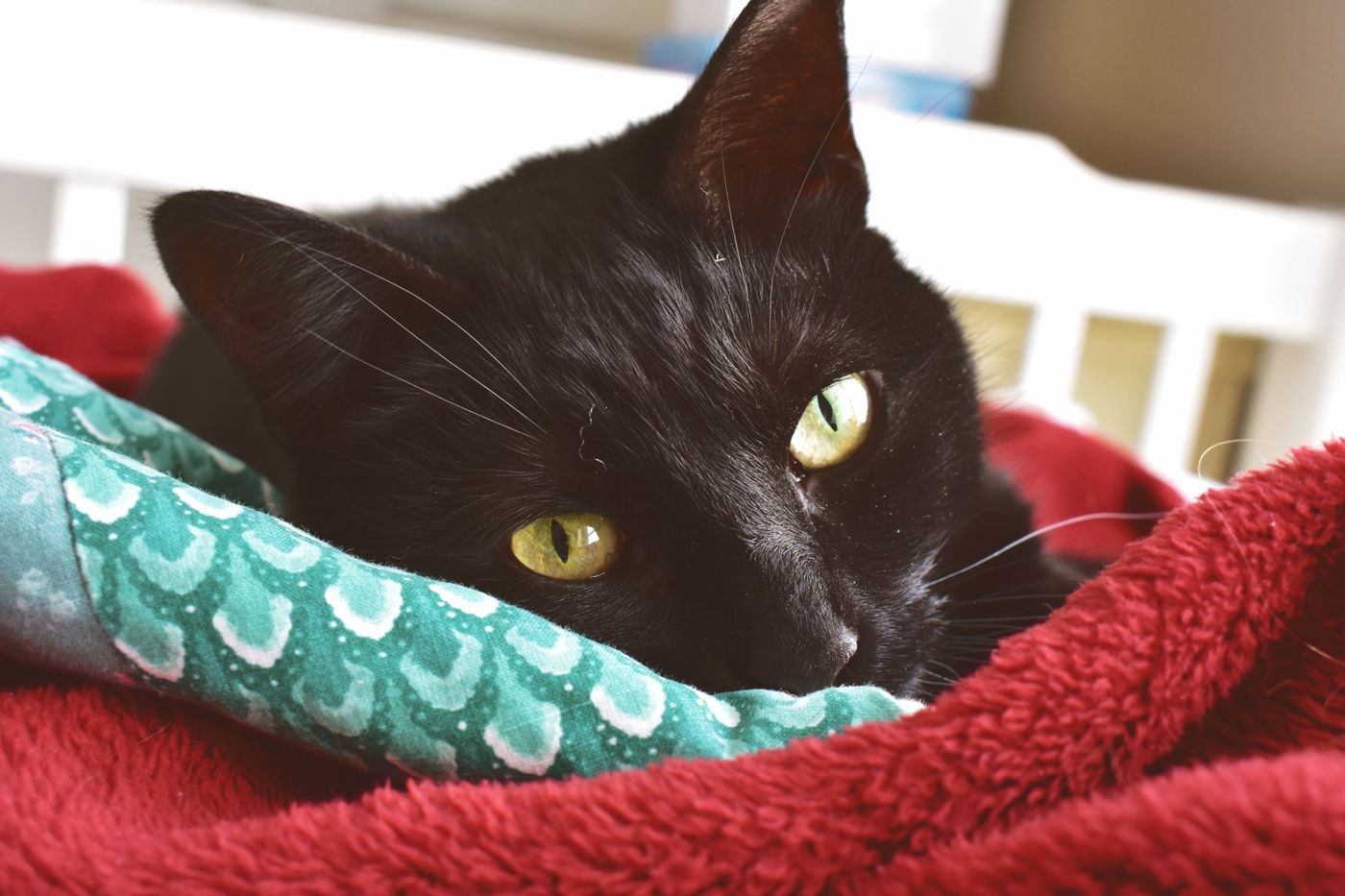 A black cat with amber eyes resting on a red fleece blanket beside a patterned teal cushion, looking toward the camera.