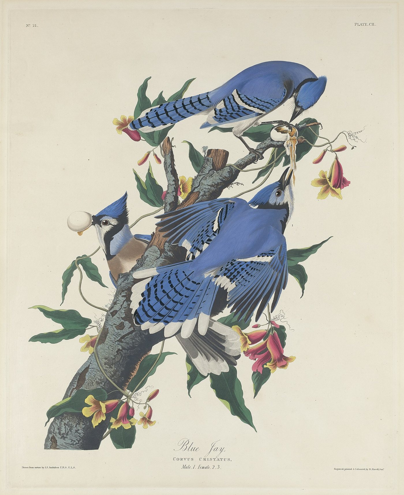 Hand-coloured aquatint of three blue jays on a branch of Chickasaw plum, plate 102 from Audubon's Birds of America, engraved by Robert Havell.