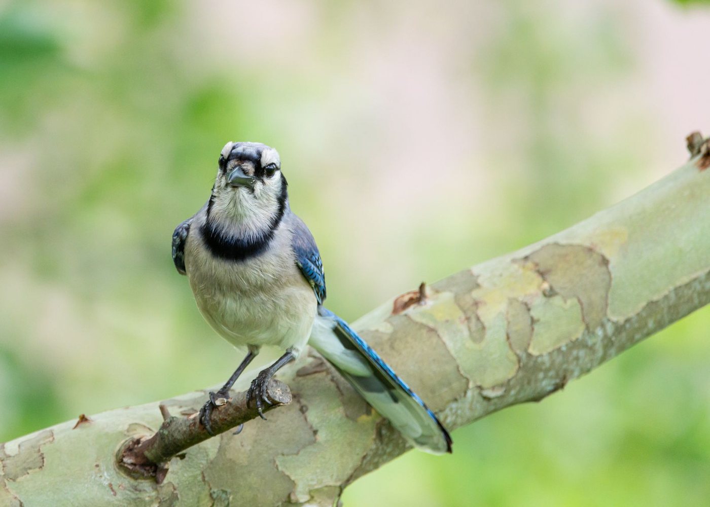 An adult blue jay, Cyanocitta cristata, perched on a bare branch, showing the raised crest, black neck band, and barred blue wing feathers.