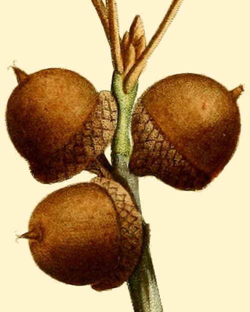 Botanical engraving of three pin oak acorns on a twig, with shallow scaly cups, from Michaux's North American Sylva.