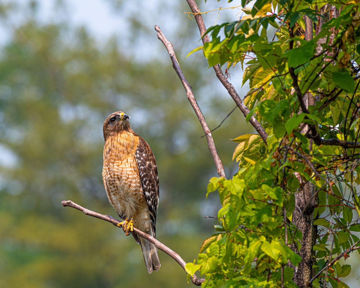 A red-shouldered hawk, Buteo lineatus, perched on a branch, showing rufous barred underparts and a checkered wing pattern.