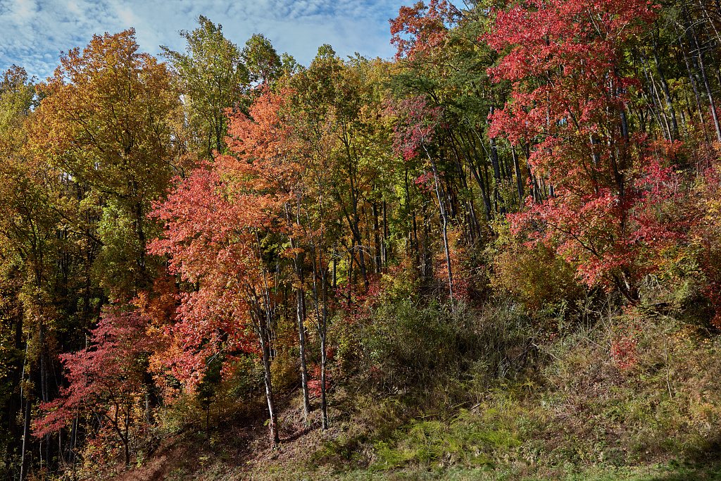 Autumn colour across forested ridges in the Tennessee section of Great Smoky Mountains National Park.