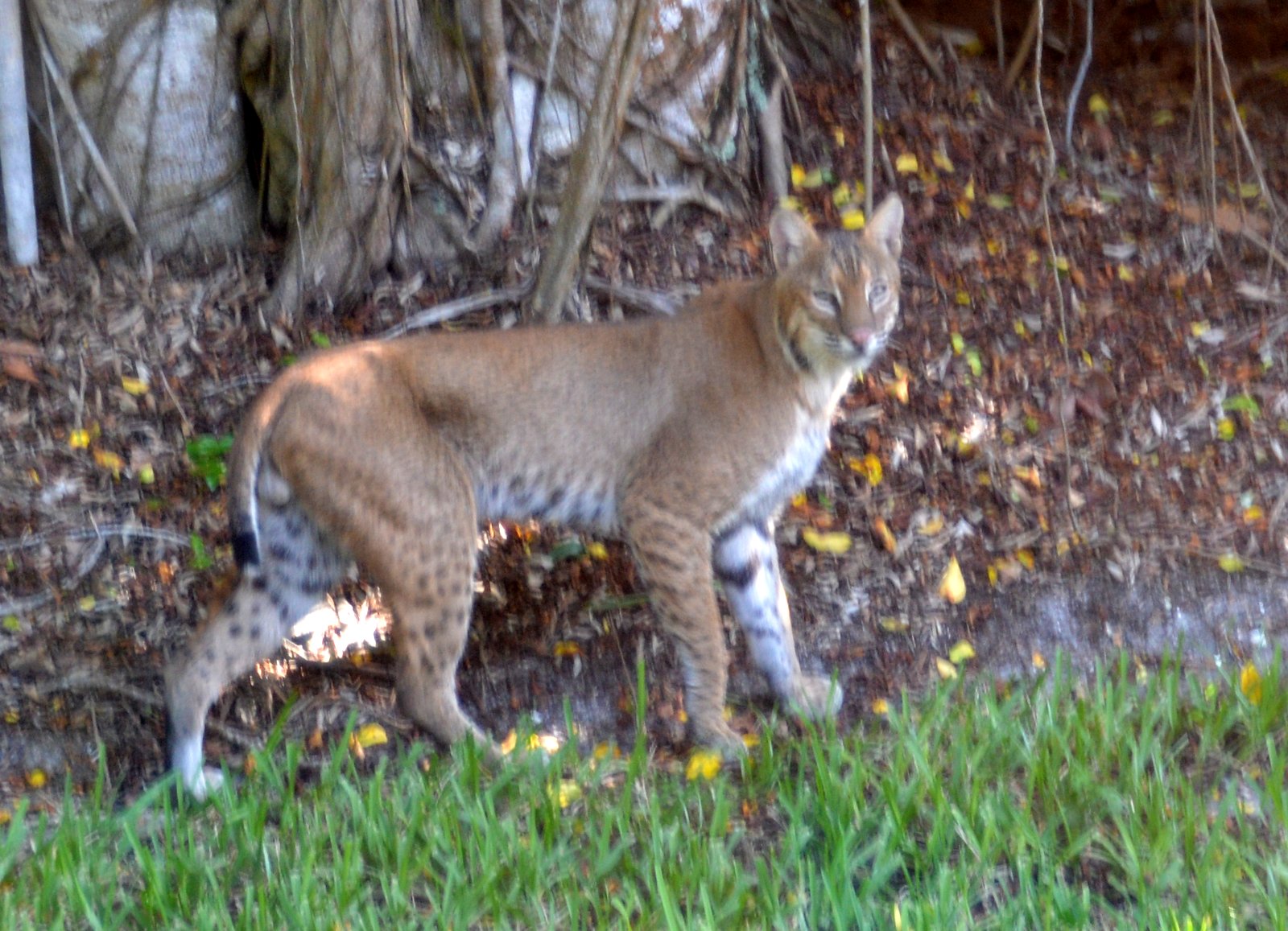Male bobcat (Lynx rufus) photographed in a residential garden setting on Sanibel Island, Florida, showing the short bob-tail, spotted coat, and tufted ears characteristic of the species.