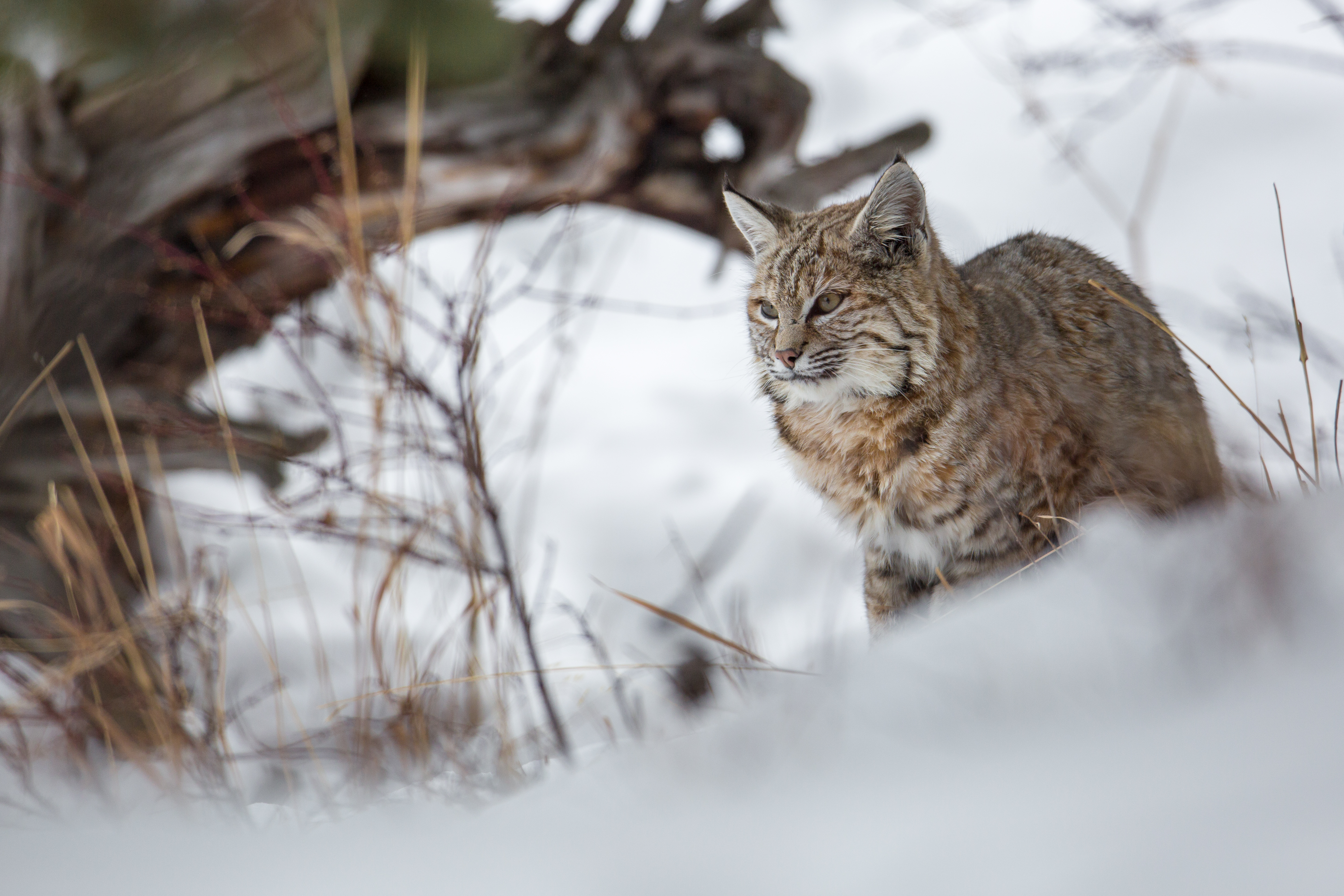Bobcat (Lynx rufus) photographed along the Madison River in Yellowstone National Park, Wyoming, showing the spotted coat, tufted ears, and short bob-tail of the species.