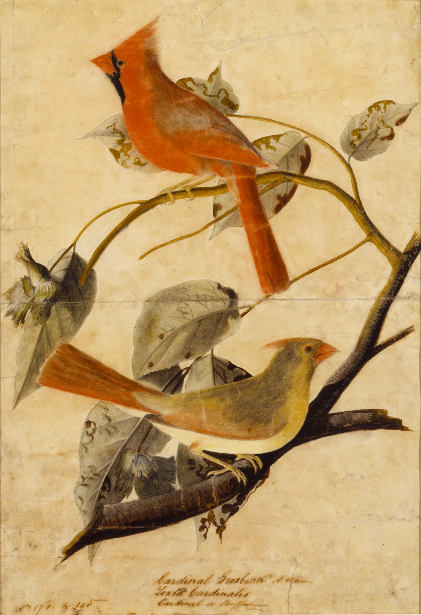 Watercolor study of a Northern Cardinal (Cardinalis cardinalis) by John James Audubon, 1811, Smithsonian American Art Museum.