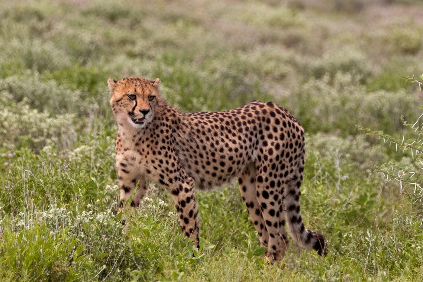 A cheetah standing and facing the camera in low scrub, with the dark tear lines running from the inner corners of both eyes down to the mouth clearly visible.