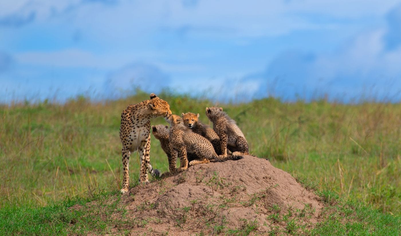 An adult cheetah standing on a low earth mound in open grassland with three cubs gathered around her, a wide blue sky behind.
