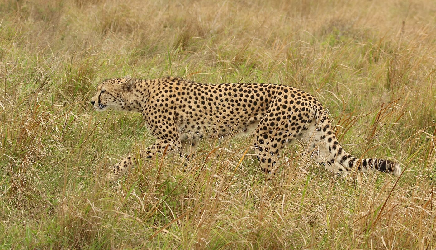 A cheetah walking in profile through dry grass, showing the deep narrow chest, long thin legs, small head and solid round spots.
