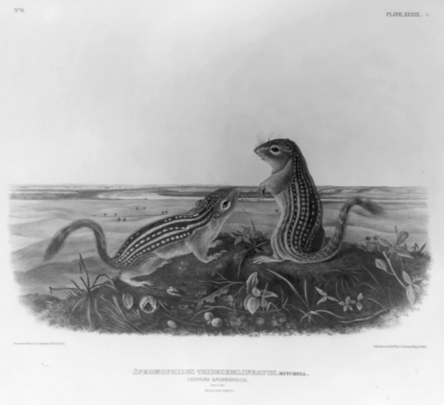 Illustration of two chipmunks from the Library of Congress Prints and Photographs collection.