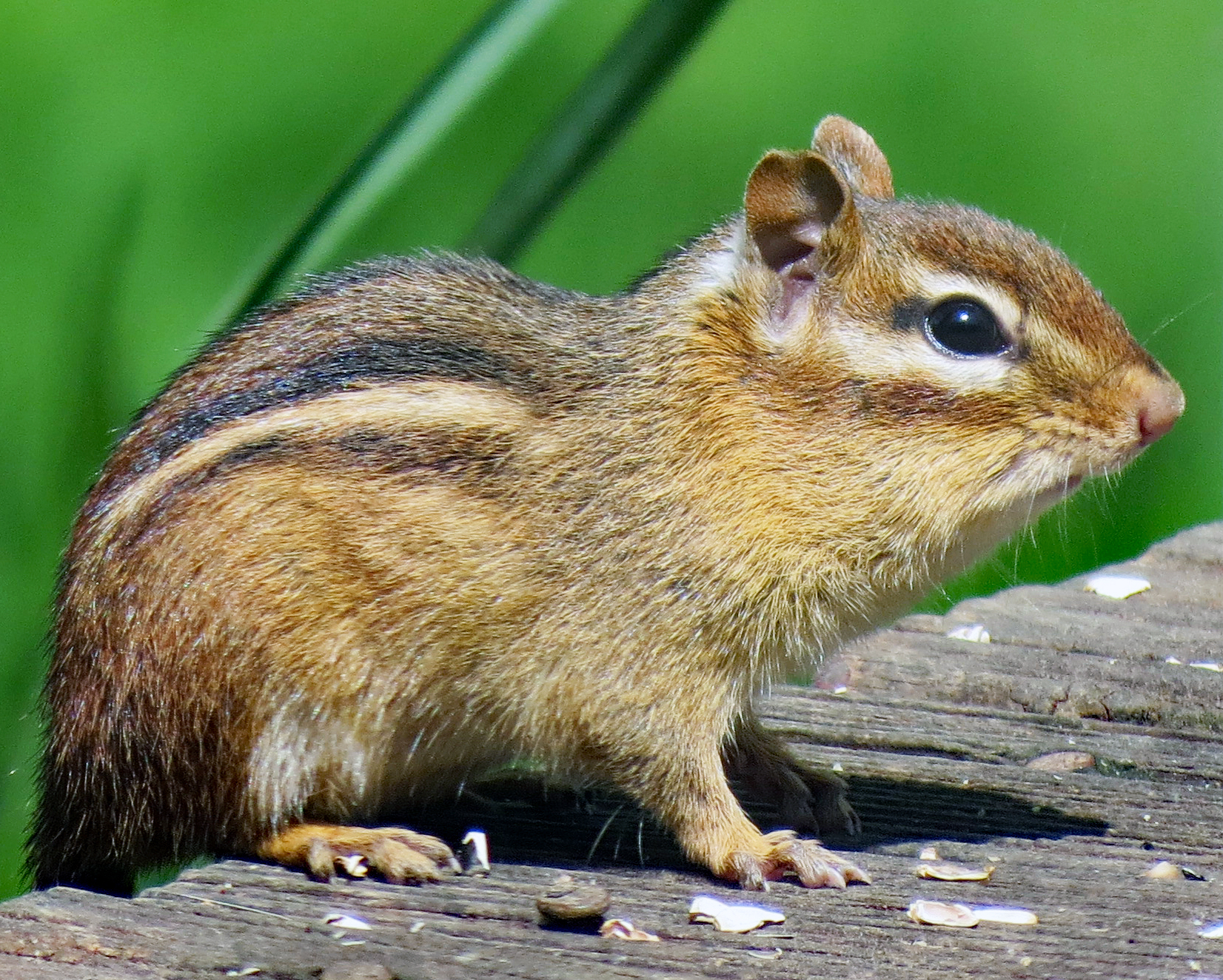 Eastern chipmunk (Tamias striatus) on a wooden surface stuffing its cheeks with dropped bird seed, showing the dark and light dorsal stripes that the Cherokee bear-and-chipmunk origin narrative explains.