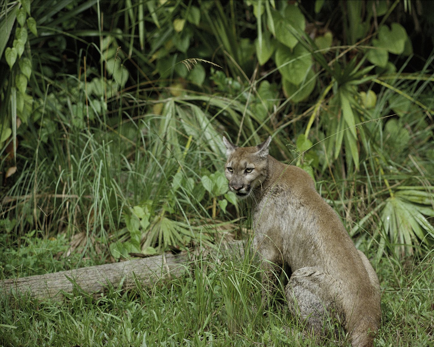 A Florida panther sitting in dense saw palmetto and grass, its tawny coat pale against the green vegetation, looking toward the camera.