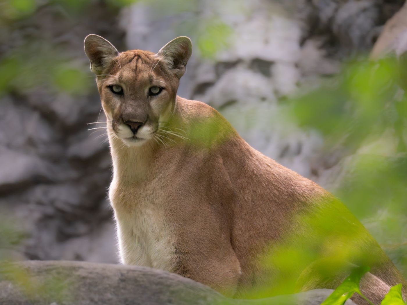 A cougar, Puma concolor, looking directly at the camera through green foliage, its plain tawny coat and dark muzzle markings clearly visible.