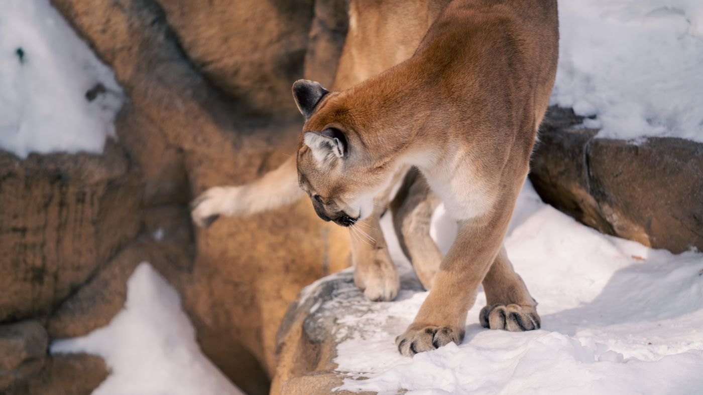 A cougar walking across snow-covered rock, tail low, viewed from behind and to the side.