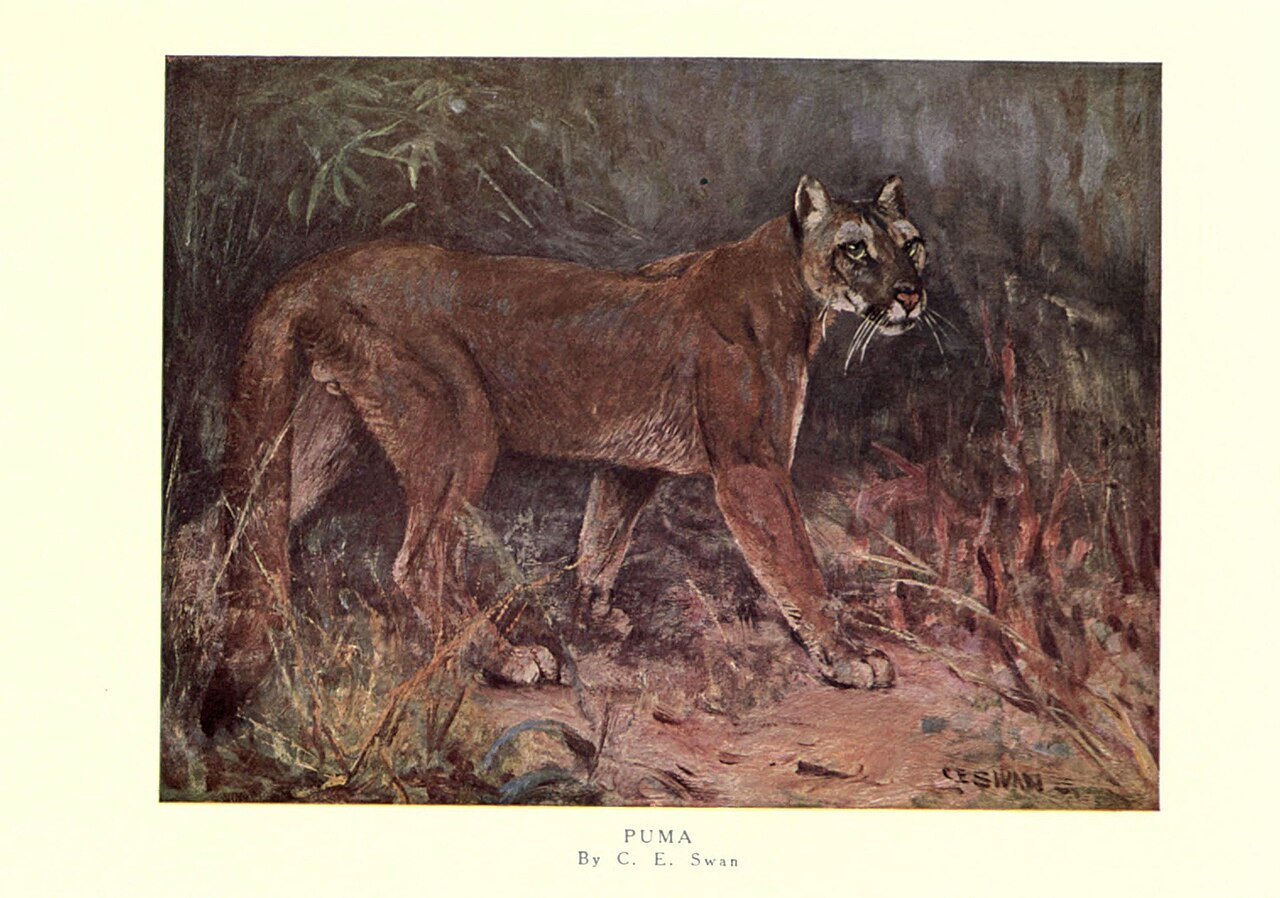 A colour plate captioned PUMA by C. E. Swan, showing a tawny cougar standing among rocks and low vegetation, painted in muted browns and reds.