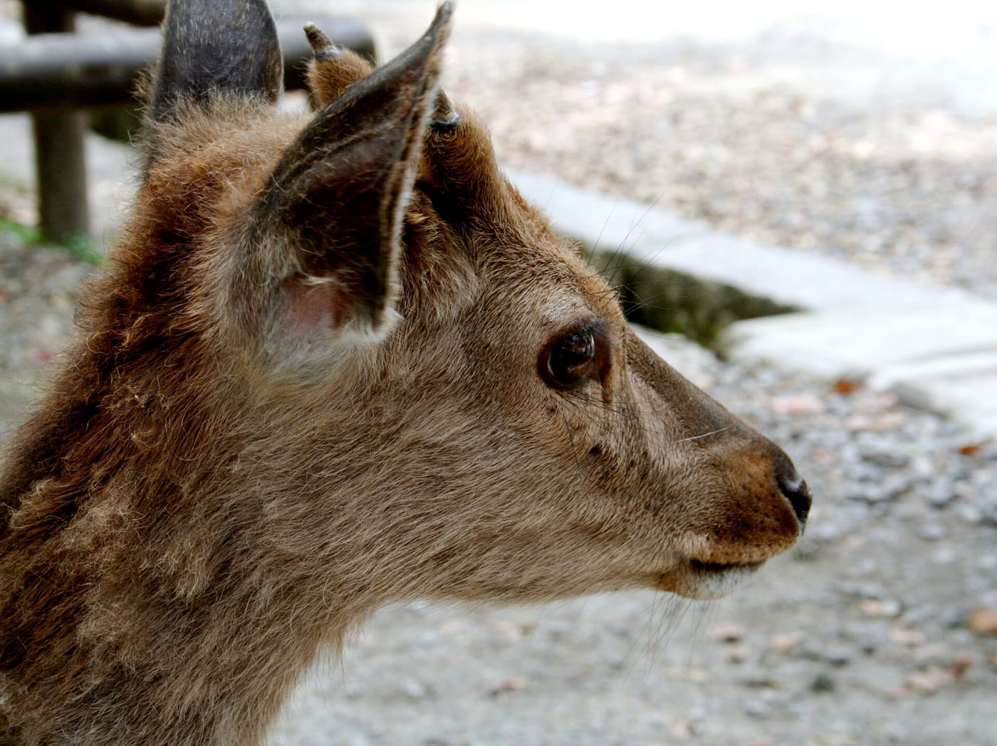 Deer