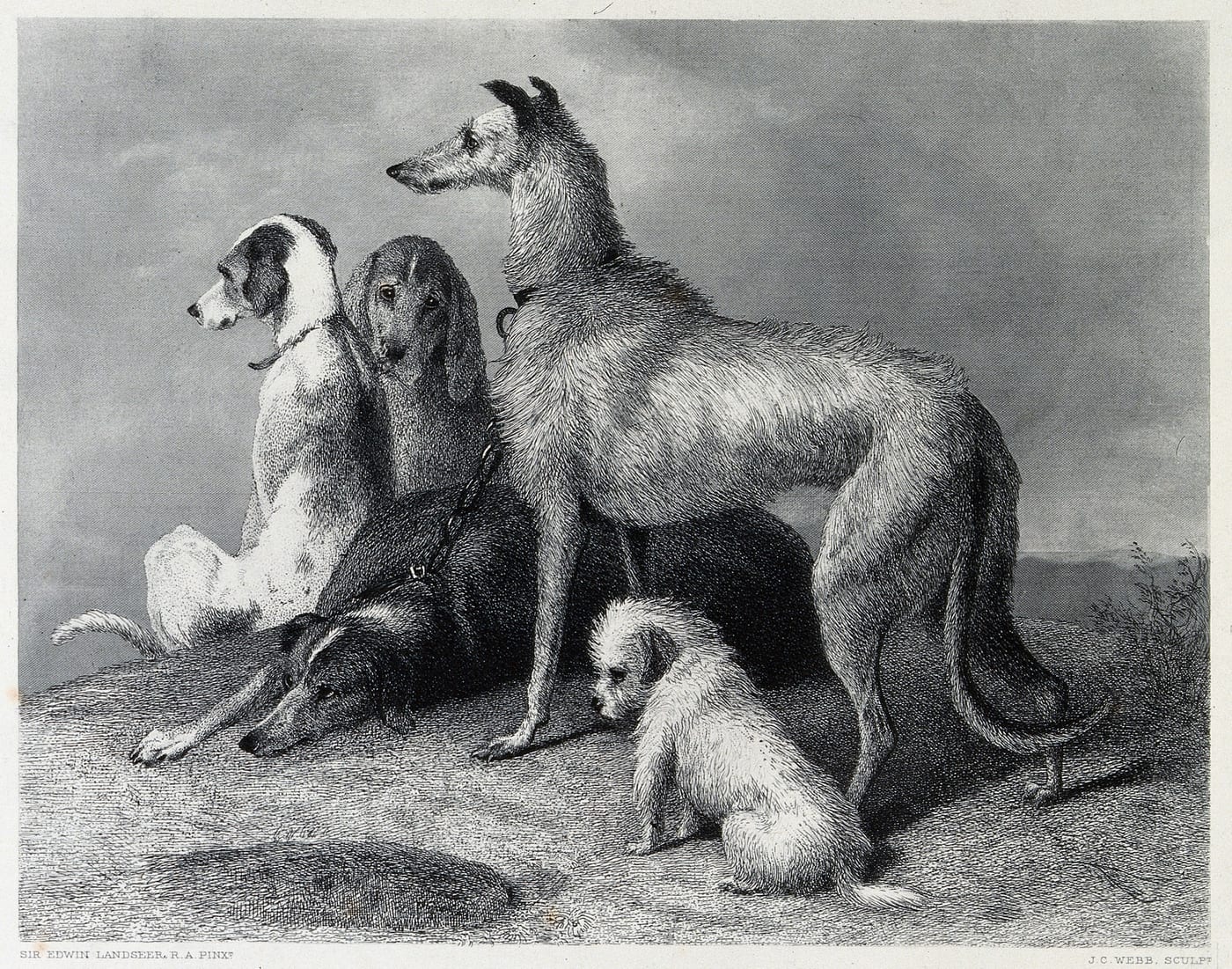 Steel engraving of five hunting dogs after Edwin Henry Landseer, by J. C. Webb.