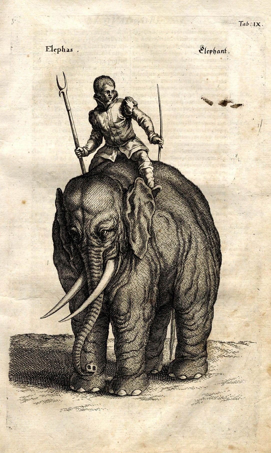 17th-century copper engraving of an elephant from Jan Jonston's Historiae Naturalis De Quadrupedibus, 1652, by Matthäus Merian.