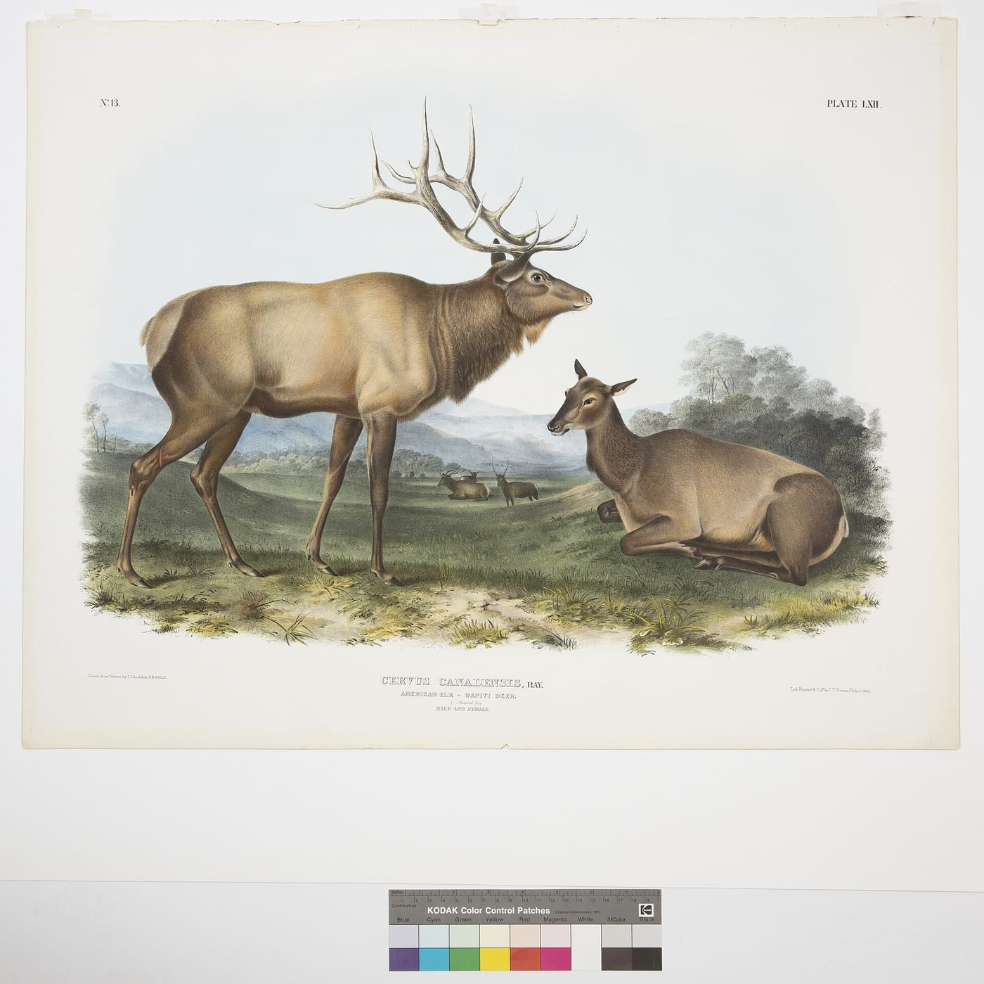 Hand-colored lithograph of a bull and cow American elk in a mountain landscape, captioned Cervus Canadensis, American Elk, Wapiti Deer, from Audubon and Bachman's The Viviparous Quadrupeds of North America, 1845.