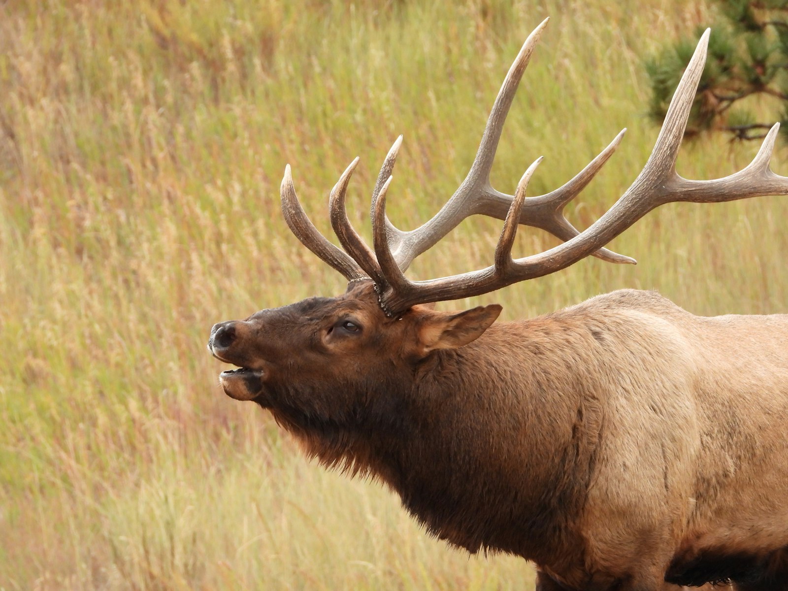 Close portrait of a bull elk bugling, mouth open, with a large antler rack, in a grassy meadow.