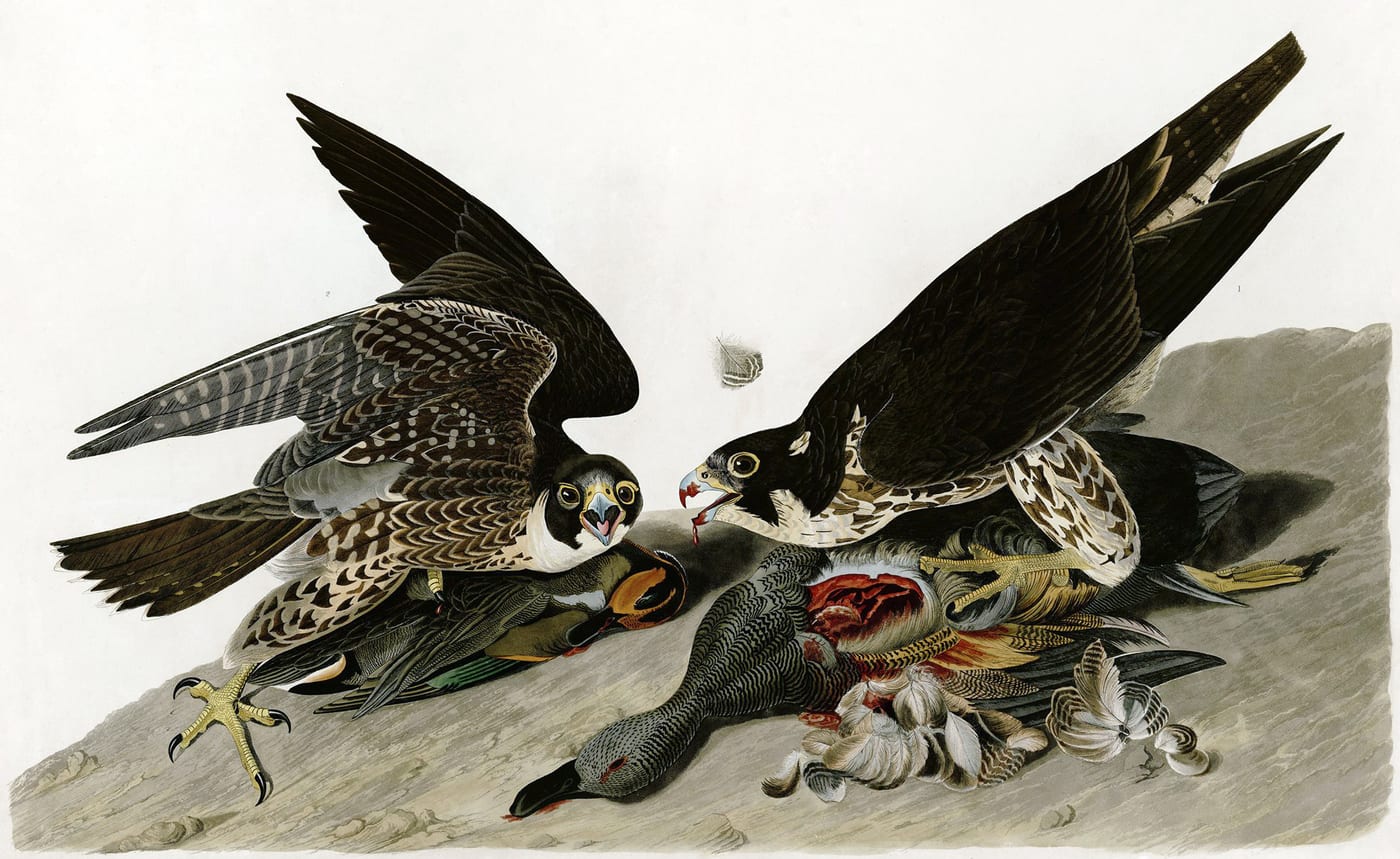 Color plate of the Peregrine Falcon (Falco peregrinus) by John James Audubon from Birds of America, plate 16, 1827, showing two falcons on a branch with dramatic posture.