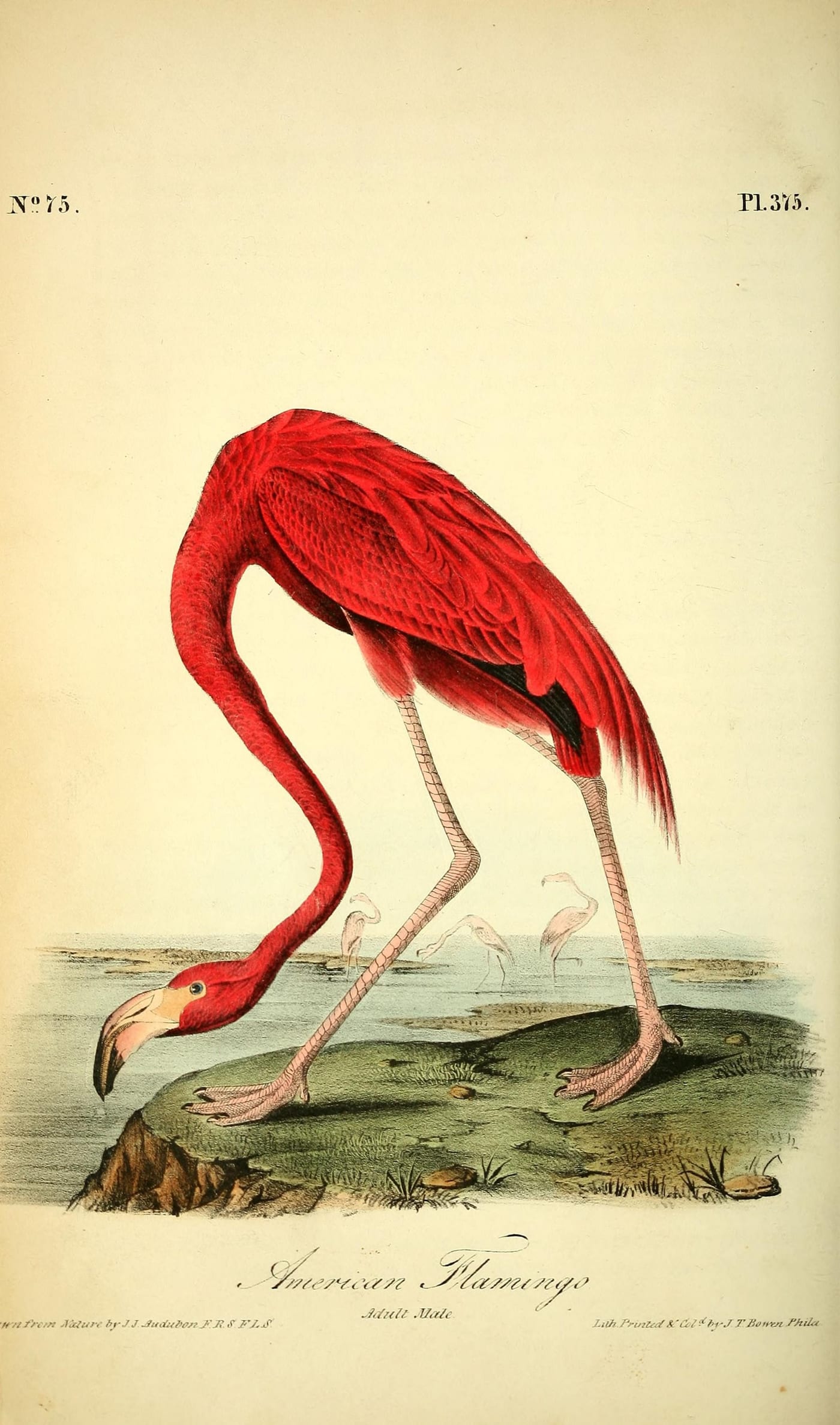 Hand-colored lithograph of an American Flamingo (Phoenicopterus ruber) from Audubon's Birds of America, plate 375.