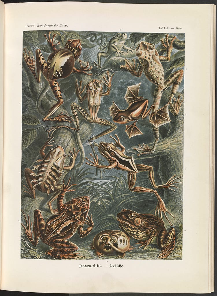 Color lithographic plate of multiple frog and toad species from Ernst Haeckel's Kunstformen der Natur, 1904.