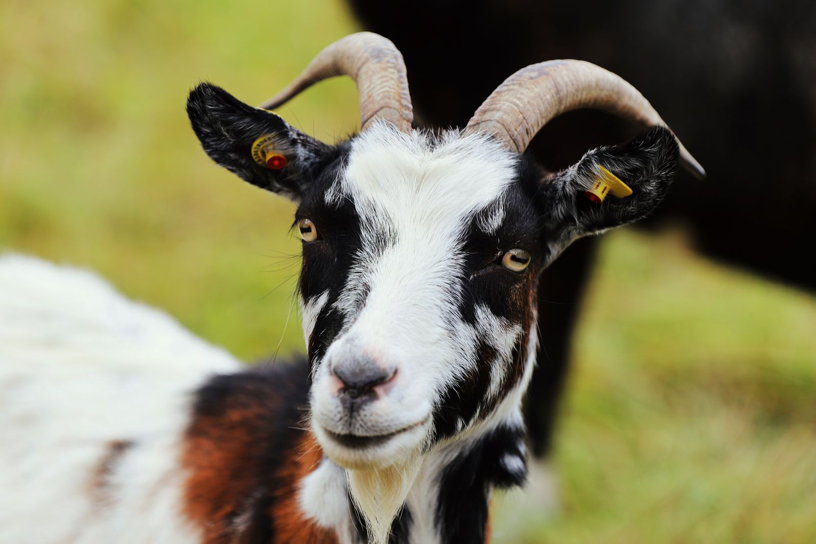 Close-up of a horned domestic goat with a black and white face, upright ears and long ridged horns sweeping back over the head, standing in a green meadow.