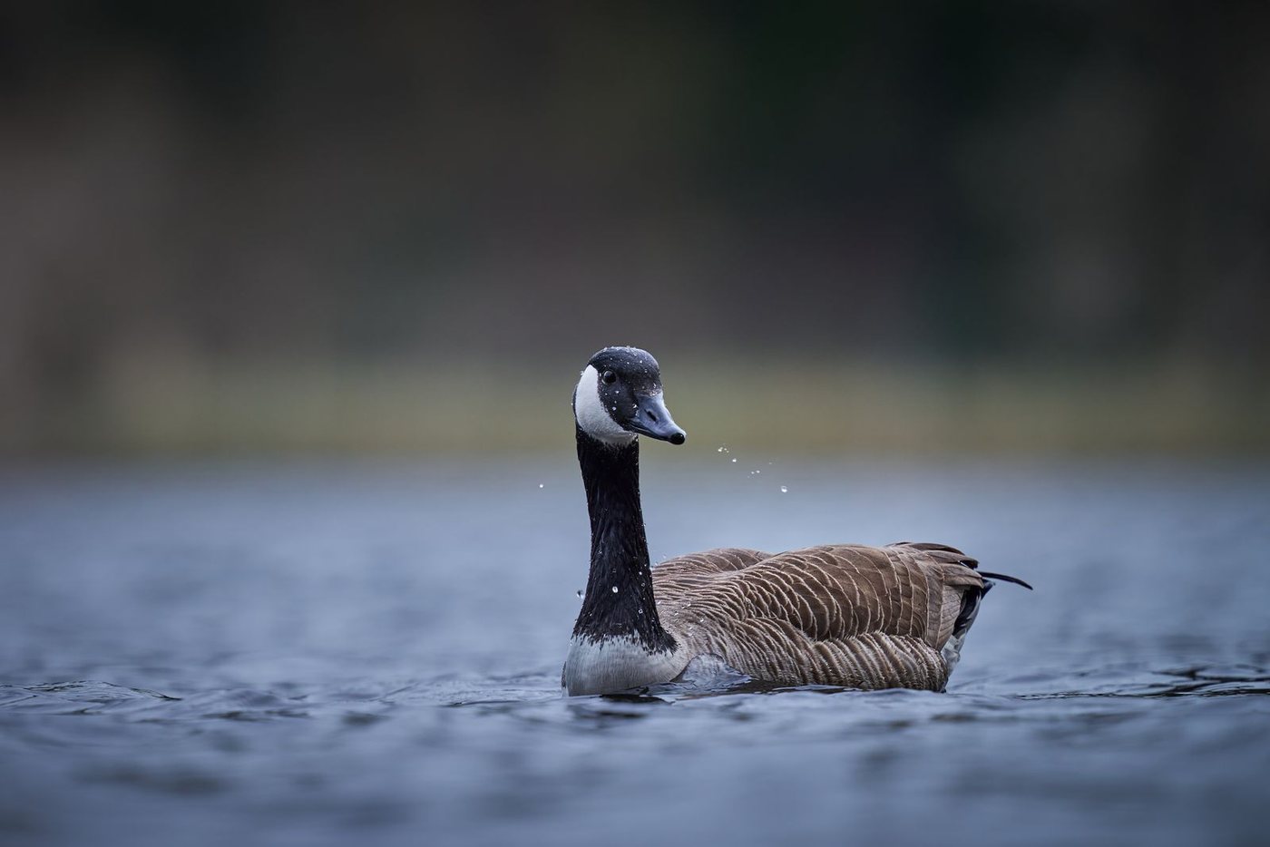 A Canada goose, Branta canadensis, swimming on dark water, showing the black head and neck with the white chinstrap.