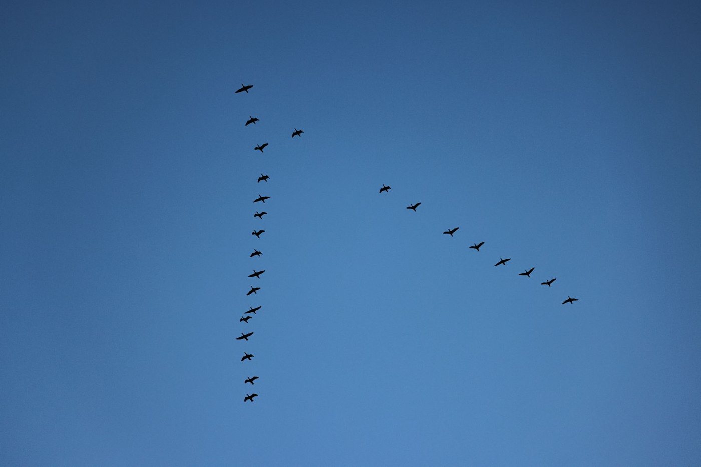 A long skein of geese flying in V formation against a clear blue sky, the two arms of the V trailing behind a lead bird.