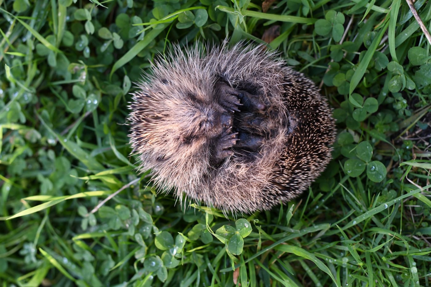 A hedgehog rolled into a tight defensive ball on dewy grass, seen from directly above, with the head and feet completely enclosed and only spines and a fringe of pale fur visible.