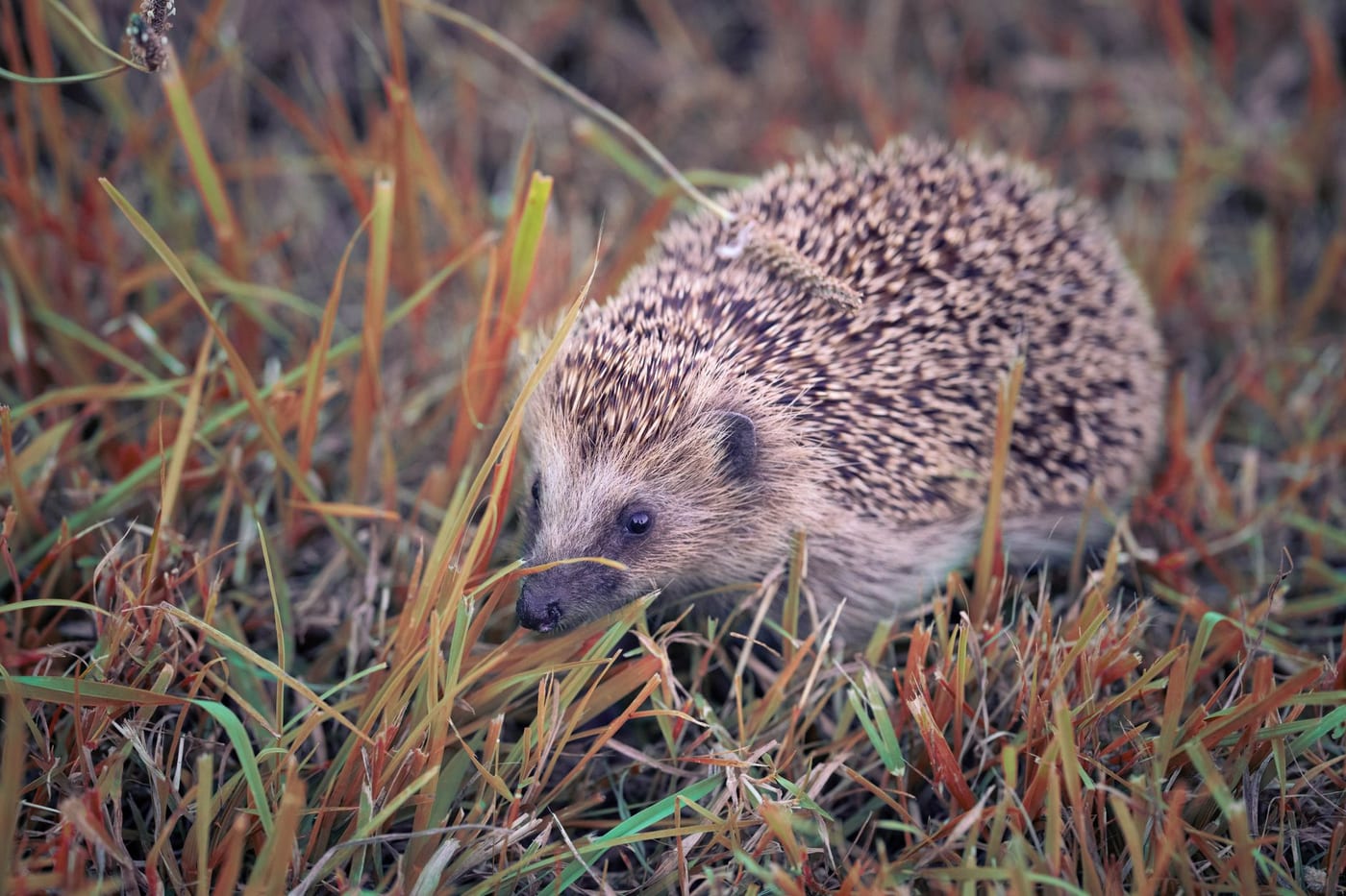 A European hedgehog walking through rough autumn grass, its full coat of banded spines catching the light and its long snout lowered to the ground.