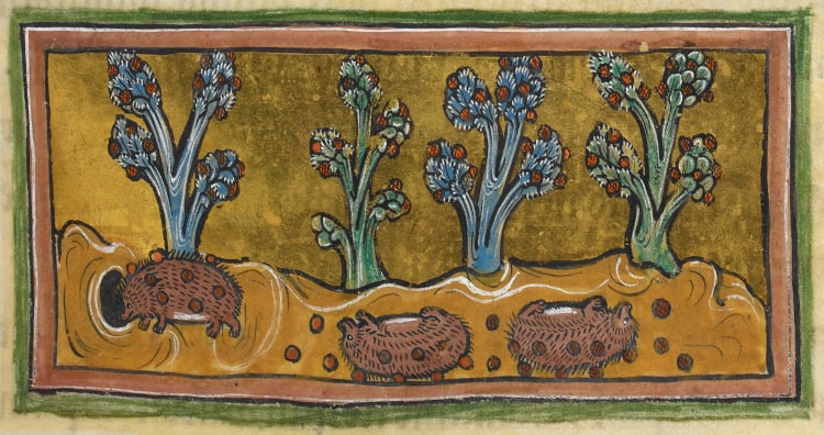 Medieval manuscript miniature on a gold ground showing three brown hedgehogs on the ground beneath four vines bearing clusters of blue-green fruit, with small round fruits scattered across the ground and on the animals' backs.