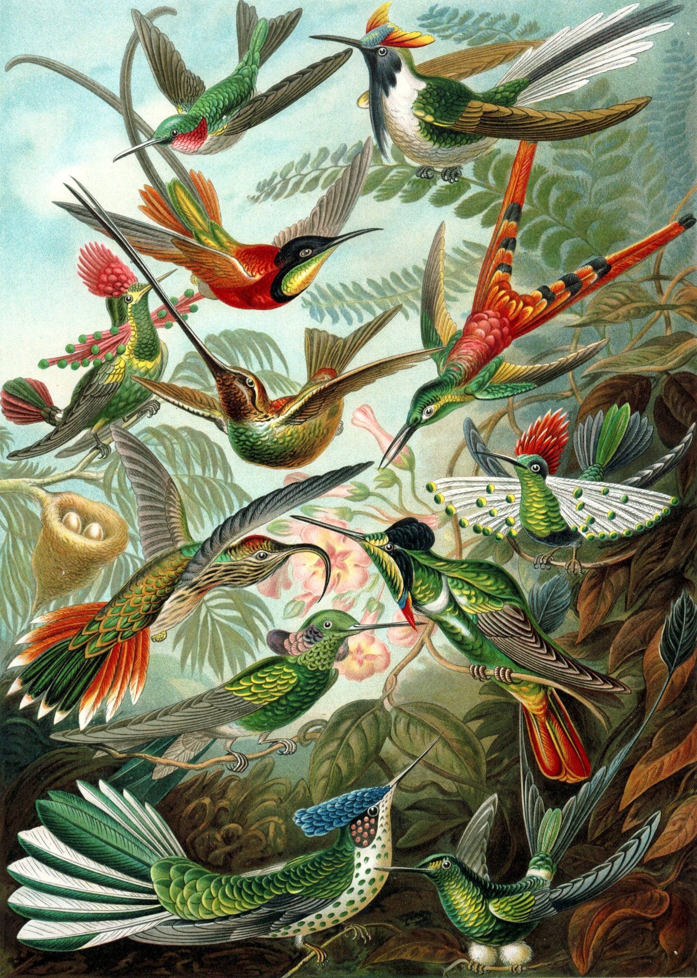 Scientific illustration plate of twelve hummingbird species from Ernst Haeckel's Kunstformen der Natur, plate 99, 1904.