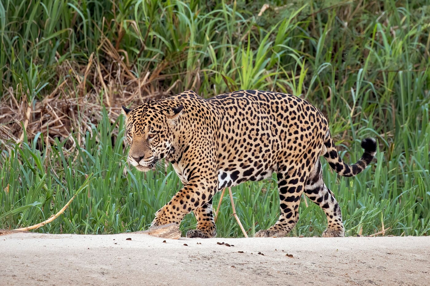 A male jaguar walking along a river sandbar in the Pantanal, showing a heavy blocky head, thick forelimbs and rosettes with dark spots inside them.