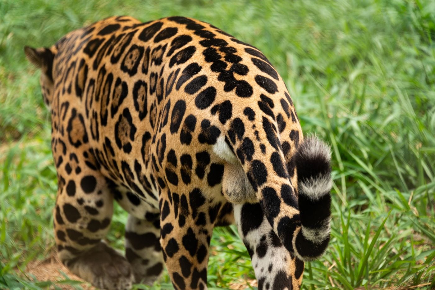 Close view of a jaguar's hindquarters and tail against green grass, showing large rosettes with one or more dark spots inside each ring, and a thick tail marked with solid black blotches.