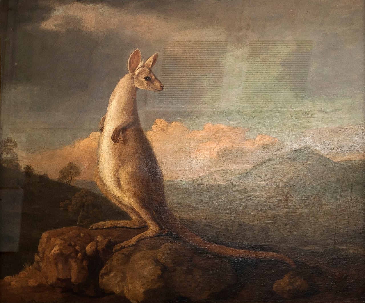 Portrait of a kangaroo by George Stubbs, 1772, based on sketches made during Captain Cook's first voyage, National History Museum London, the first scientific illustration of the kangaroo made in Europe.