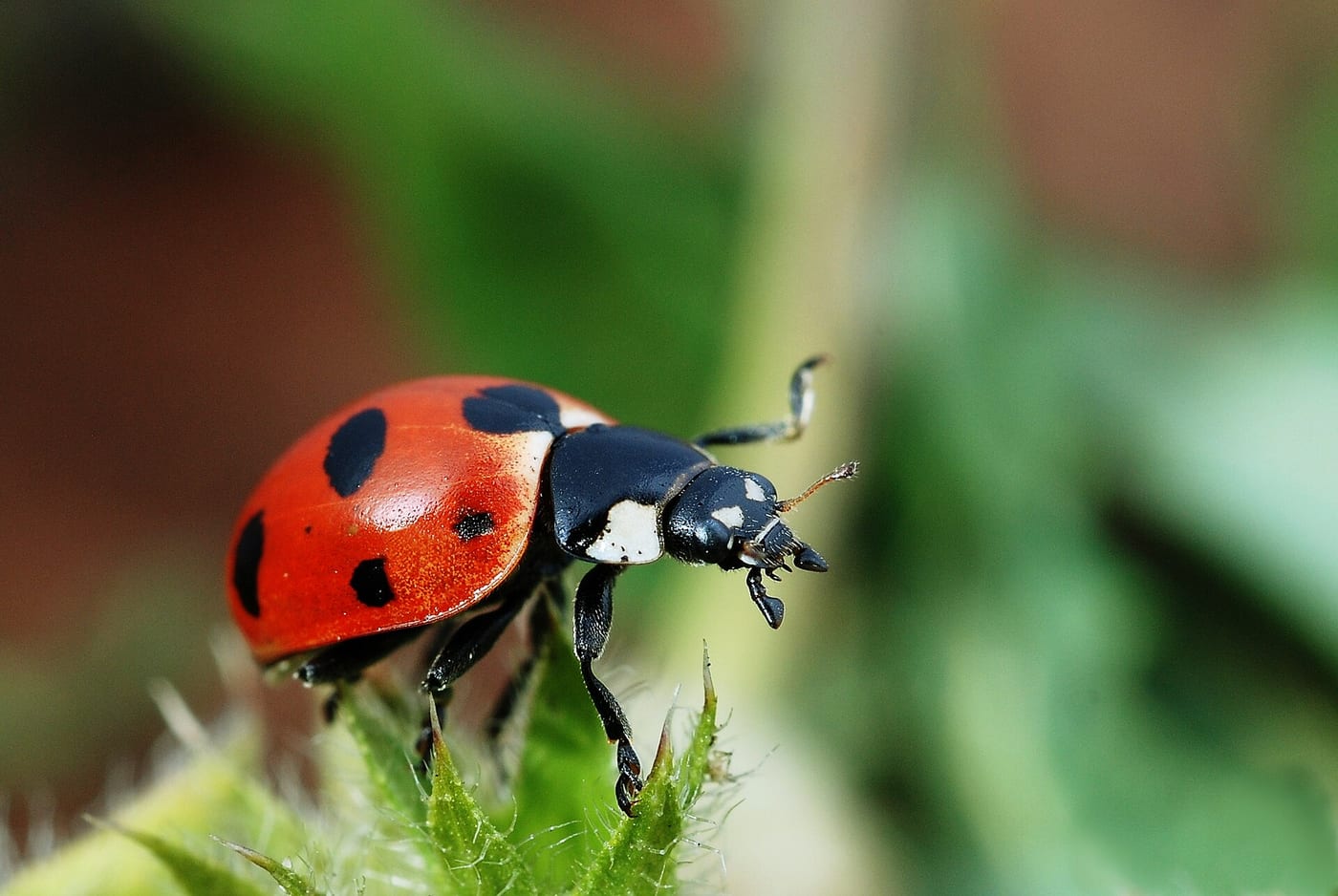 Scientific illustration of the seven-spot ladybug (Coccinella septempunctata) and its larva, pupa, and eggs from a Victorian-era natural history reference work, showing the complete life cycle.