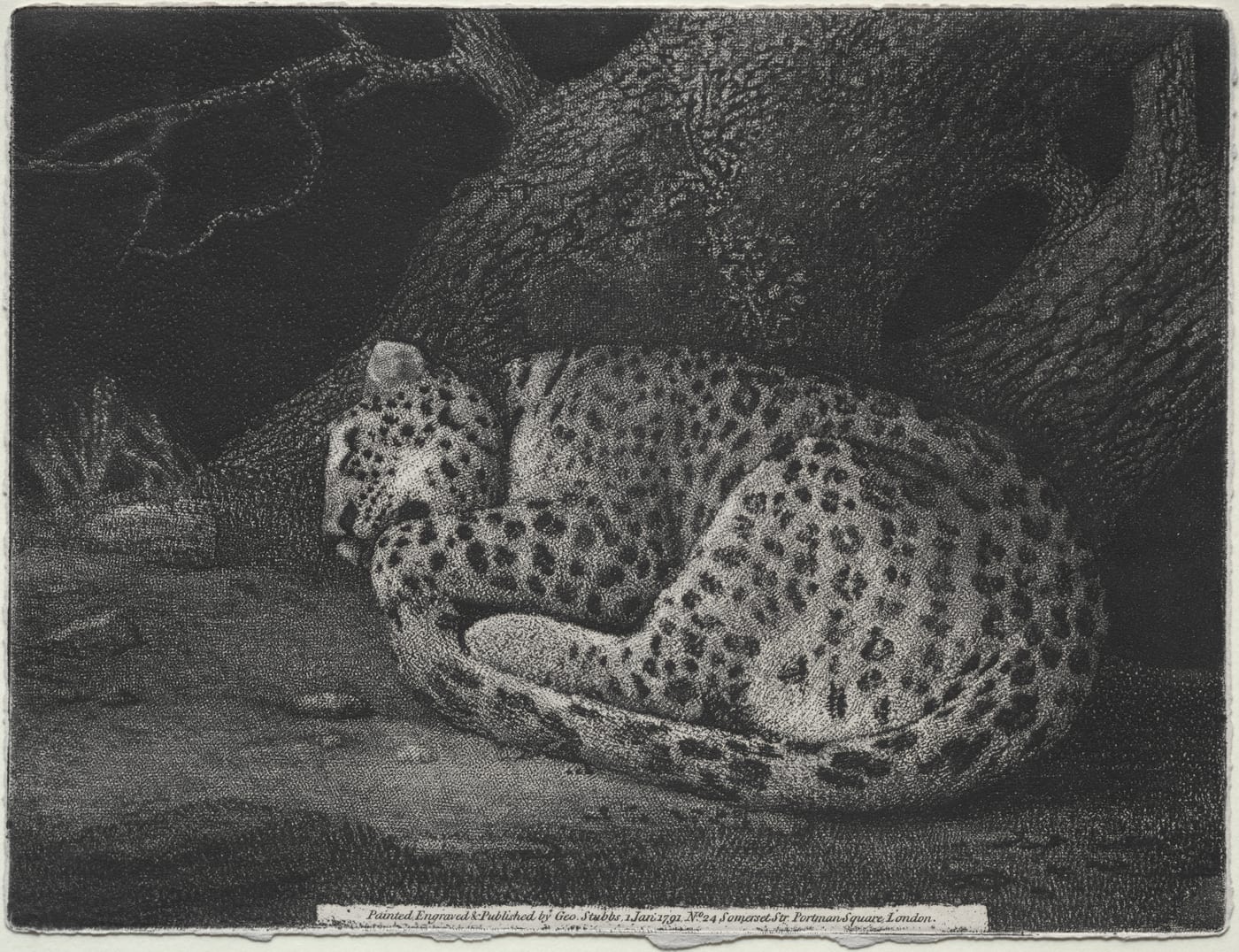 Soft-ground etching of a spotted big cat curled asleep at the base of a tree, rendered in monochrome with heavy dark blotches across the flank.